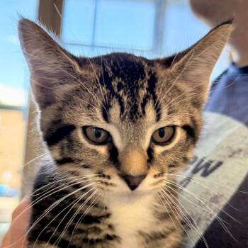 Rainbow Dash -  Domestic Short Hair Cat for Adoption in Chicago, Illinois - Rainbow Dash | PetCurious