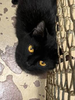 Rescue Domestic Short Hair Cats for Adoption in Hamilton, Ohio - Melody | PetCurious