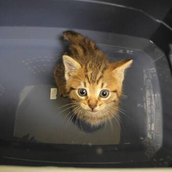 Journey -  Domestic Short Hair Cat for Adoption in Lynchburg, Virginia - Journey | PetCurious