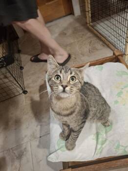 Bess TCAC -  Domestic Short Hair Cat for Adoption in West Peoria, Illinois - Bess TCAC | PetCurious