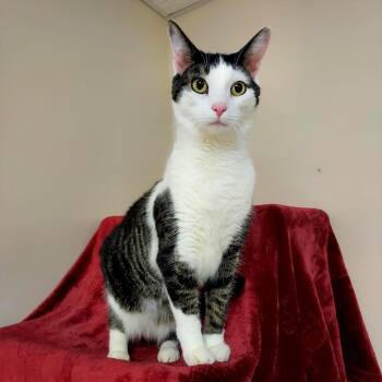 Rescue Domestic Short Hair Cats for Adoption in Falls Creek, Pennsylvania - Jughead | PetCurious