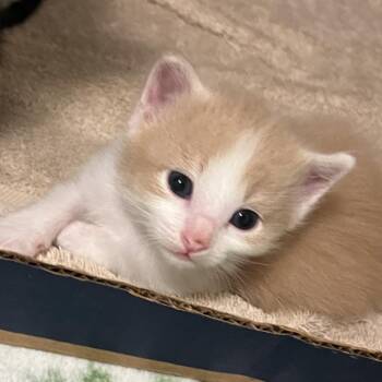 Spooky Salem 19 -  Domestic Short Hair Cat for Adoption in Austin, Texas - Spooky Salem 19 | PetCurious