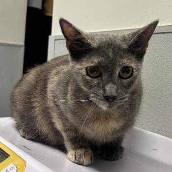 Jade -  Domestic Short Hair Cat for Adoption in Tampa, Florida - Jade | PetCurious
