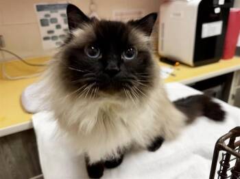 Ragdoll Cats Available for Adoption in Colorado Springs, Colorado - ARTHAM | PetCurious