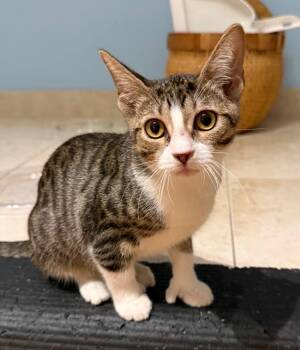 Mr Leo & Mr. Remi BONDED -  Domestic Short Hair Cat for Adoption in Boca Raton, Florida - Mr Leo & Mr. Remi BONDED | PetCurious