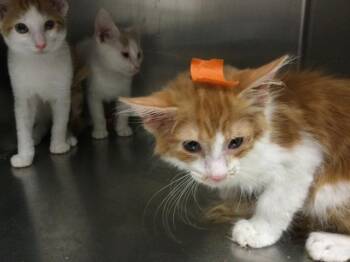 Rescue Domestic Long Hair Cats for Adoption in Thousand Palms, California - EARL STANLEY | PetCurious