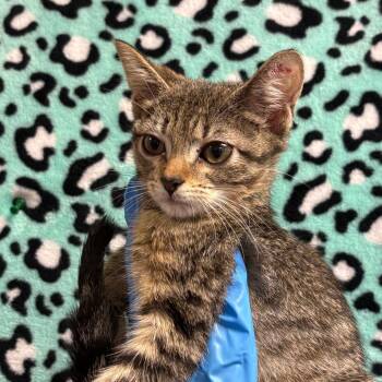 Elisha -  Domestic Short Hair Cat for Adoption in San Antonio, Texas - Elisha | PetCurious