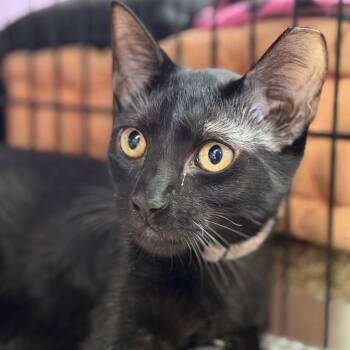 How Much Wood Would a Woodchuck Chuck -  Domestic Short Hair Cat for Adoption in Boerne, Texas - How Much Wood Would A Woodchuck Chuck | PetCurious