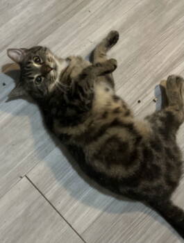 Rescue Tabby Cats for Adoption in Zimmerman, Minnesota - Paisley | PetCurious