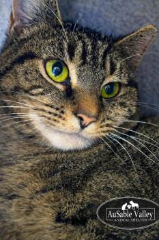 Domestic Short Hair Cats Available for Adoption - Charlie | PetCurious
