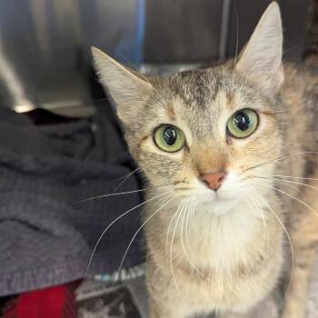 Mama Lulu Houston -  Domestic Short Hair Cat for Adoption in Denver, Colorado - Mama Lulu Houston | PetCurious