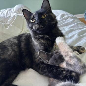 Swallowtail -  Domestic Short Hair Cat for Adoption in Evanston, Illinois - Swallowtail | PetCurious