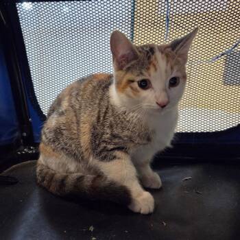 Domestic Short Hair Cats Available for Adoption in Pasadena, California - Honeydew | PetCurious