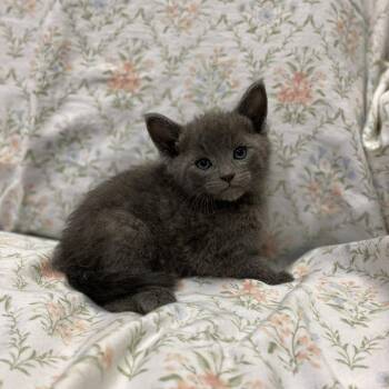 Tony Stark -  Domestic Short Hair Cat for Adoption in Los Angeles, California - Tony Stark | PetCurious