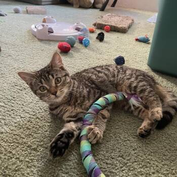 Domestic Short Hair Cats Available for Adoption in Hemet, California - Peep | PetCurious