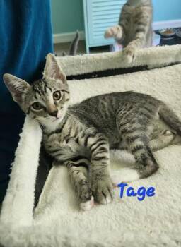 04817B Tage -  Domestic Short Hair Cat for Adoption in North Charleston, South Carolina - 04817B Tage | PetCurious