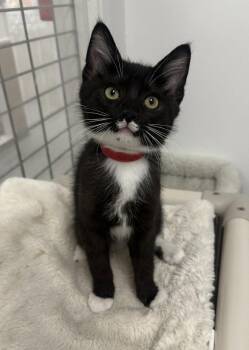 Lennon -  Tuxedo Cat for Adoption in Westlake Village, California - Lennon | PetCurious