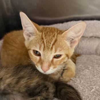 Johnny -  Domestic Short Hair Cat for Adoption in Blairsville, Georgia - Johnny | PetCurious