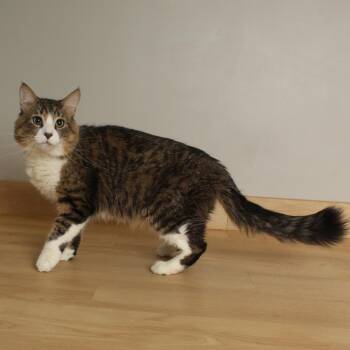 Domestic Short Hair Cats Available for Adoption - Mr. P** C67494 | PetCurious
