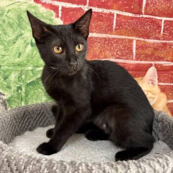 Anahi -  Domestic Short Hair Cat for Adoption in Laredo, Texas - Anahi | PetCurious