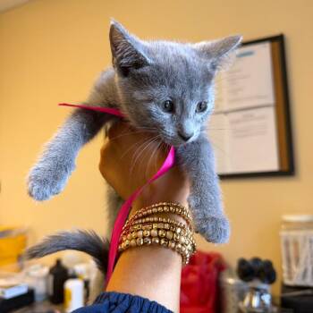 Domestic Short Hair Cats Available for Adoption in New York, New York - Birdie | PetCurious