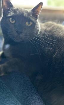 MISS KITTY -  Domestic Short Hair Cat for Adoption in Westminster, Maryland - MISS KITTY | PetCurious