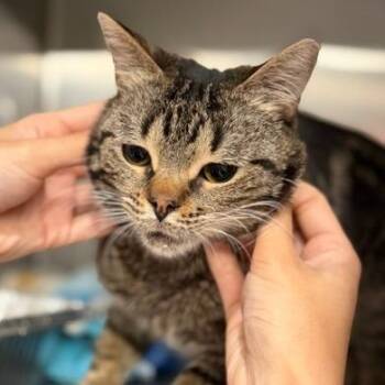 Ivar -  Domestic Short Hair Cat for Adoption in Cumming, Georgia - Ivar | PetCurious