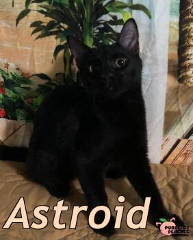 Astroid -  Domestic Short Hair Cat for Adoption in Douglasville, Georgia - Astroid | PetCurious
