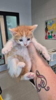 Apricity -  Domestic Short Hair Cat for Adoption in Chattanooga, Tennessee - Apricity | PetCurious