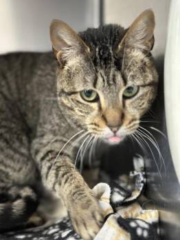 Chanel -  Domestic Short Hair Cat for Adoption in Bridgewater, New Jersey - Chanel | PetCurious