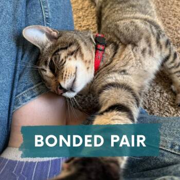 Domestic Short Hair Cats Available for Adoption in Asheville, North Carolina - Berry | PetCurious