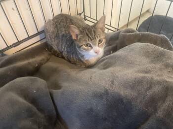 Samantha -  Domestic Short Hair Cat for Adoption in Troy, New York - Samantha | PetCurious
