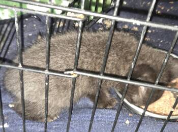 Snuggles  ( nd) -  Domestic Short Hair Cat for Adoption in White Bluff, Tennessee - Snuggles  ( Nd) | PetCurious