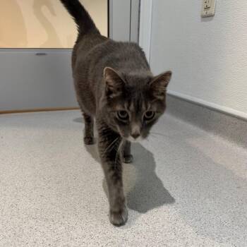 Pishi -  Domestic Short Hair Cat for Adoption in Murray, Utah - Pishi | PetCurious