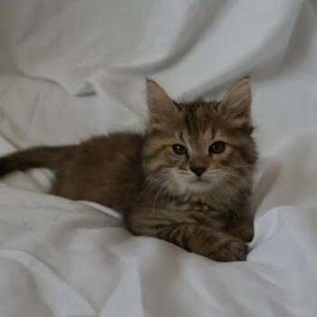 Donut (CBWK1) -  Domestic Medium Hair Cat for Adoption in Edwardsville, Illinois - Donut (CBWK1) | PetCurious