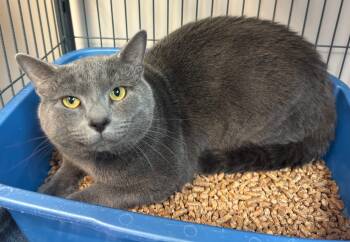 Gargoyle -  Domestic Short Hair Cat for Adoption in Kearneysville, West Virginia - Gargoyle | PetCurious