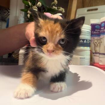 Banshee -  Domestic Short Hair Cat for Adoption in Silver Spring, Maryland - Banshee | PetCurious