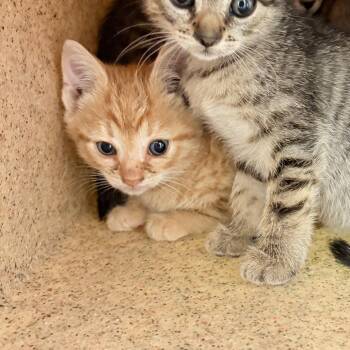 Domestic Short Hair Cats Available for Adoption in Philadelphia, Pennsylvania - Logan | PetCurious