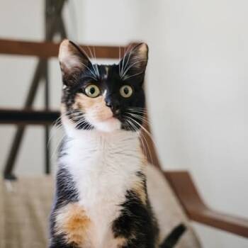 Rescue Calico and Domestic Short Hair Cats for Adoption in Calistoga, California - Telly | PetCurious