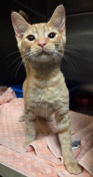 Domestic Short Hair Cats Available for Adoption in Ocala, Florida - Charizard (Petco) | PetCurious