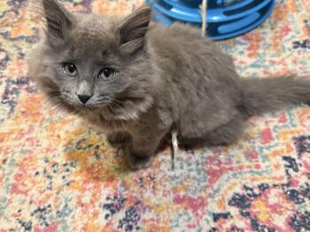 Ash -  Domestic Long Hair Cat for Adoption in New Berlin, Wisconsin - Ash | PetCurious