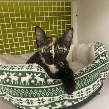 Lucy -  Domestic Short Hair Cat for Adoption in Tallahassee, Florida - Lucy | PetCurious
