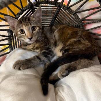 Tigress -  Domestic Short Hair Cat for Adoption in Lewisville, Texas - Tigress | PetCurious