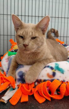 Rescue Domestic Short Hair Cats for Adoption in Montello, Wisconsin - Abby | PetCurious