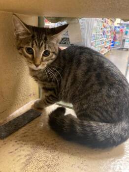 Rescue Domestic Medium Hair Cats for Adoption in West Mifflin, Pennsylvania - Pearl | PetCurious