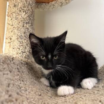 Pringle -  Tuxedo Cat for Adoption in Kansas City, Missouri - Pringle | PetCurious