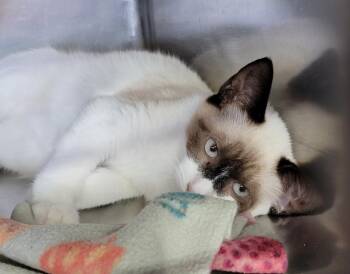 Rescue Siamese Cats for Adoption in Marietta, Ohio - RJ (Spayed) (Bonded Pair W/Hammy) | PetCurious