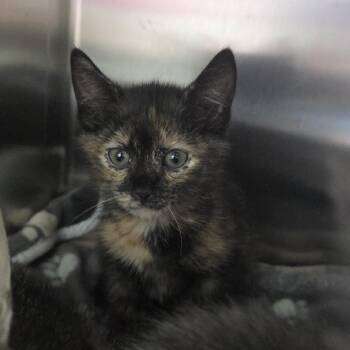 Darcy 26-0326 -  Domestic Short Hair Cat for Adoption in Yanceyville, North Carolina - Darcy 26-0326 | PetCurious