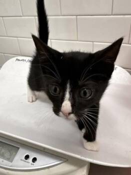 Cerulean -  Domestic Short Hair Cat for Adoption in Atlanta, Georgia - Cerulean | PetCurious