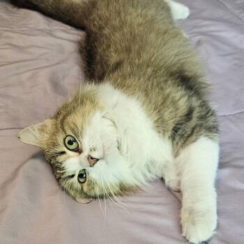 Domestic Medium Hair Cats Available for Adoption in Elmwood Park, Wisconsin - Fluffernutter | PetCurious
